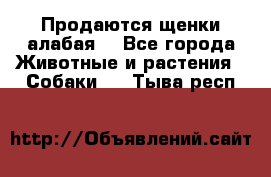 Продаются щенки алабая  - Все города Животные и растения » Собаки   . Тыва респ.